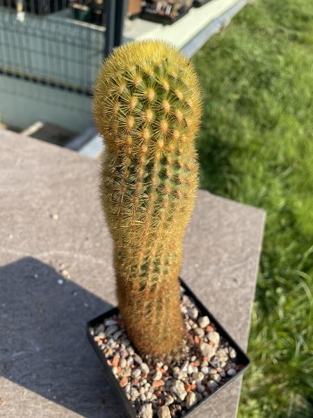 Borzicactus icosagonus